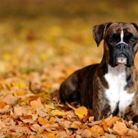 boxer dog in the park