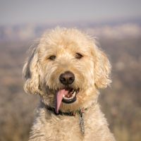 portrait of a labradoodle outside