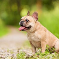 french bulldog outdoor in nature