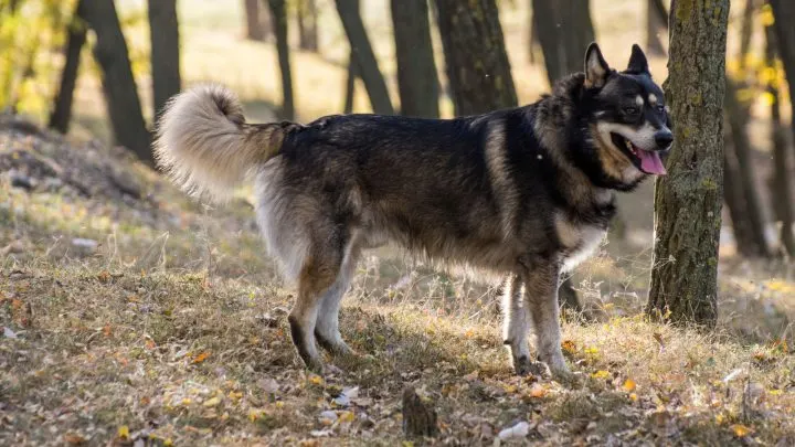 are german shepherds bigger than huskies