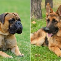 german shepherd and english mastiff