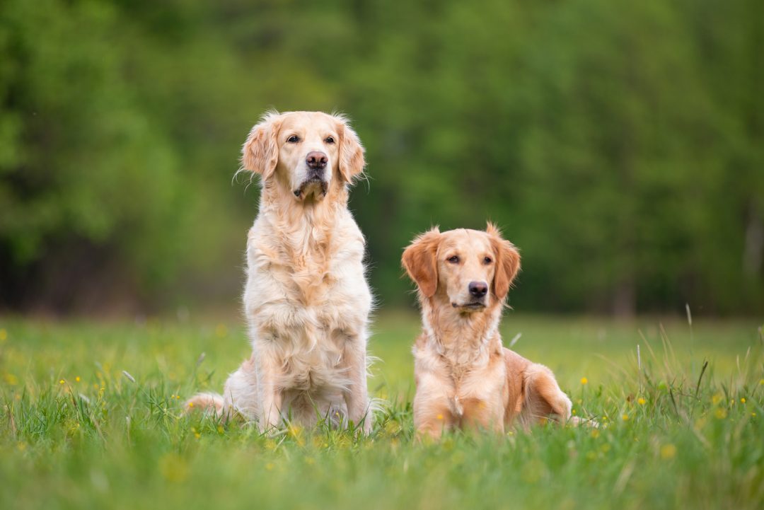 Field Golden Retriever: A Friendly Dog With a Great Work Ethic