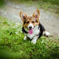 a portrait of a beautiful corgi in the grass