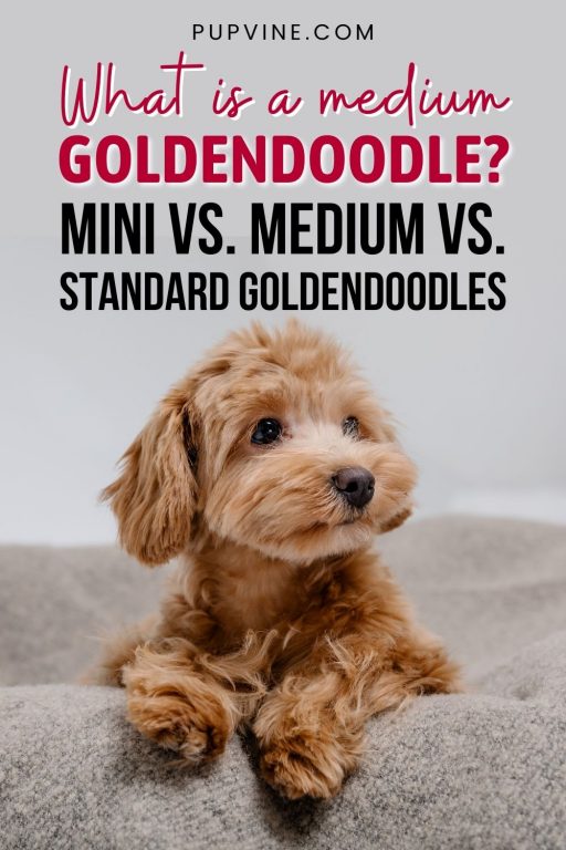 The Medium Goldendoodle: A Dog Of A Perfect Size?