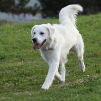 white labrador retriever walking on the grass