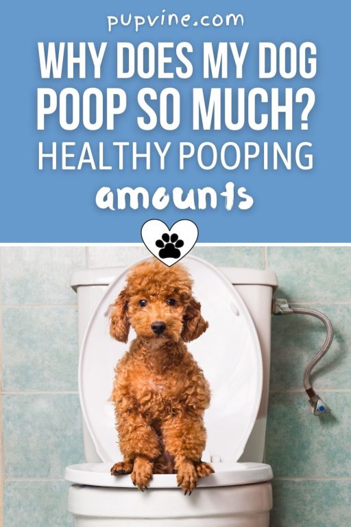 why-does-my-dog-poop-so-much-healthy-pooping-amounts