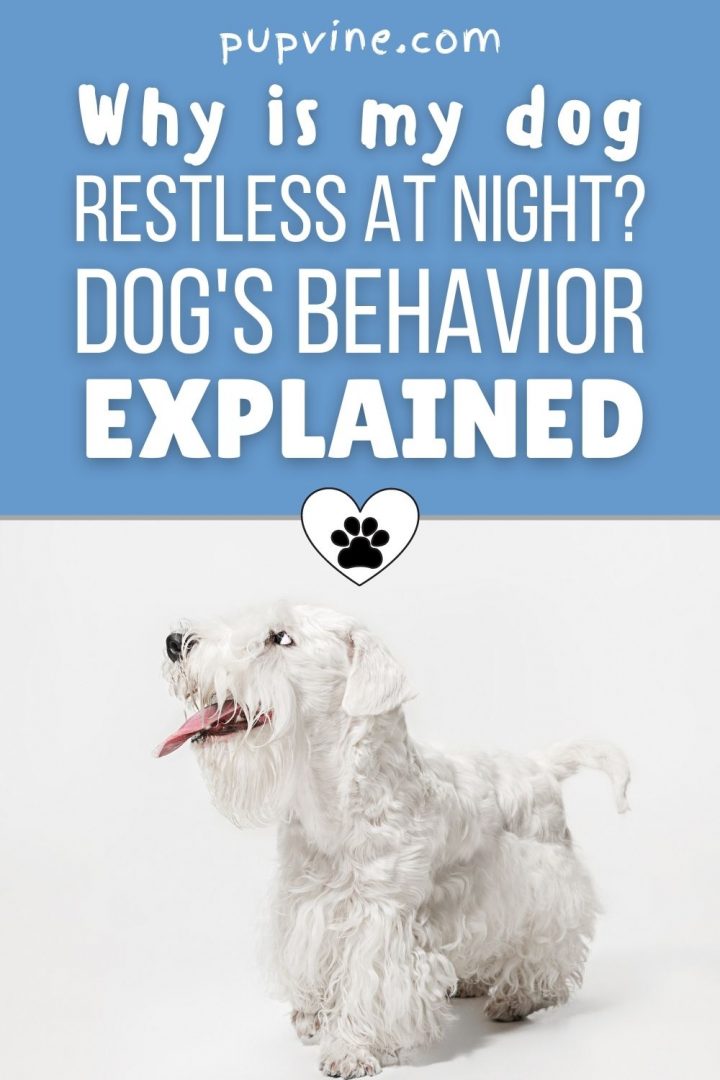 why-is-my-dog-restless-at-night-dog-s-behavior-explained