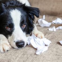 naughty puppy playing with paper