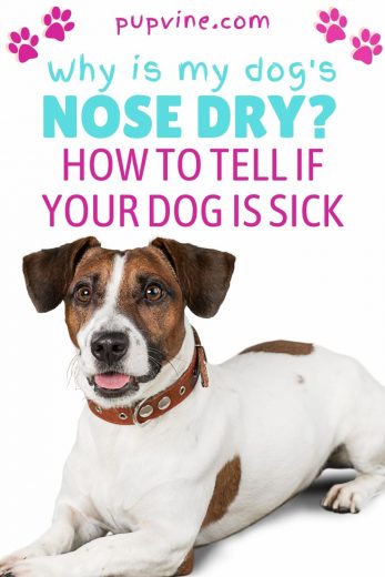 Why Is My Dog's Nose Dry? How To Tell If Your Dog Is Sick