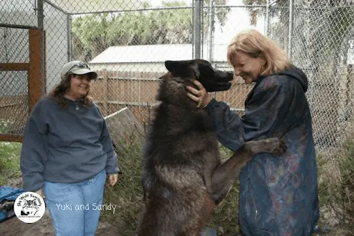 "Perro lobo"