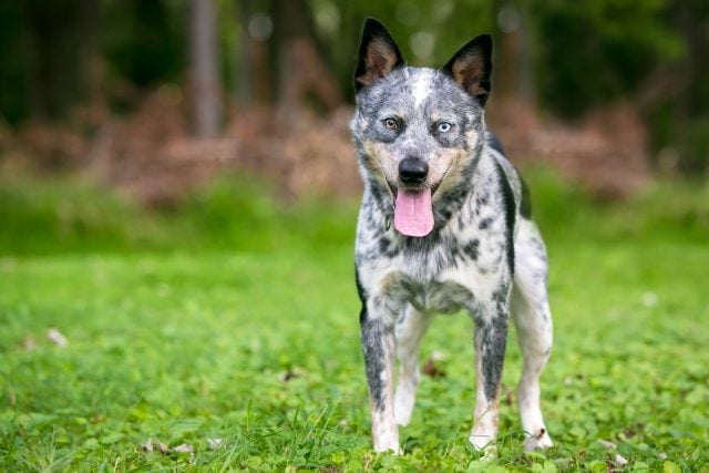 Mini Blue Heeler: A Dog You Don't See Every Day