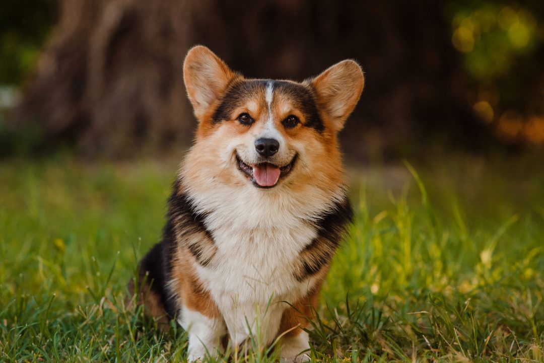 What Are Red Corgis? Pembroke And Cardigan Corgi Breeds