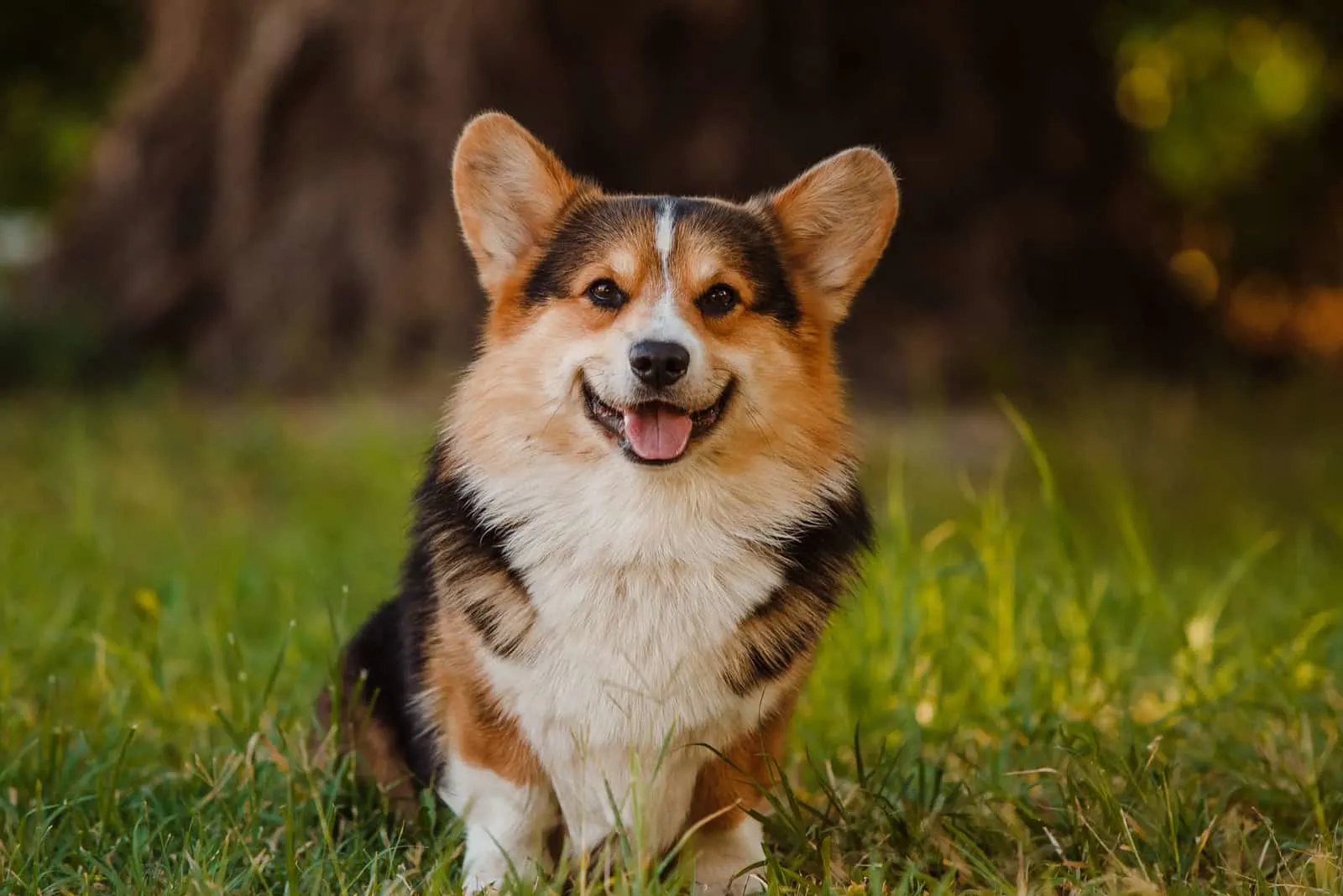 What Are Red Corgis? Pembroke And Cardigan Corgi Breeds