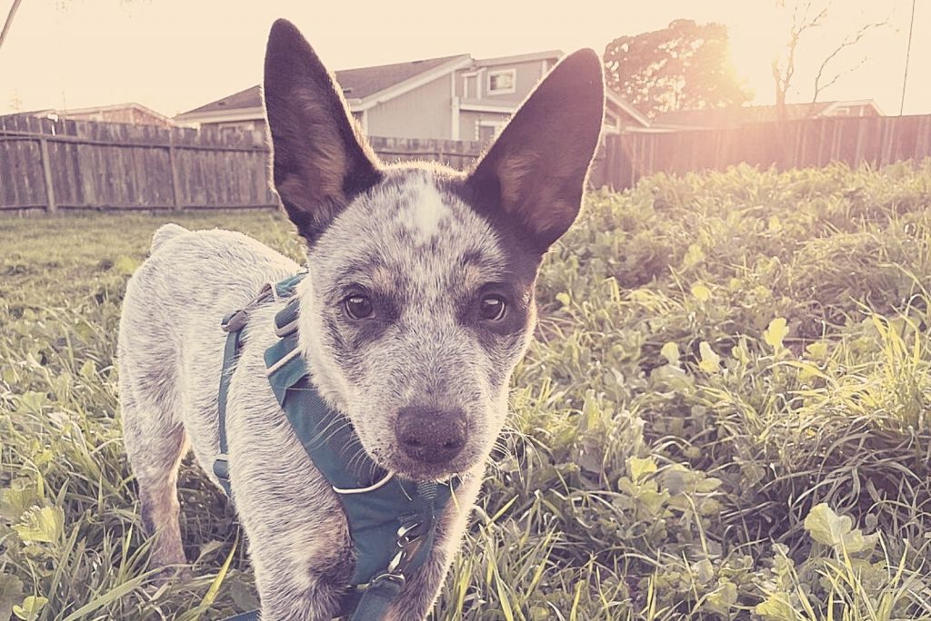 Mini Blue Heeler: A Dog You Don't See Every Day