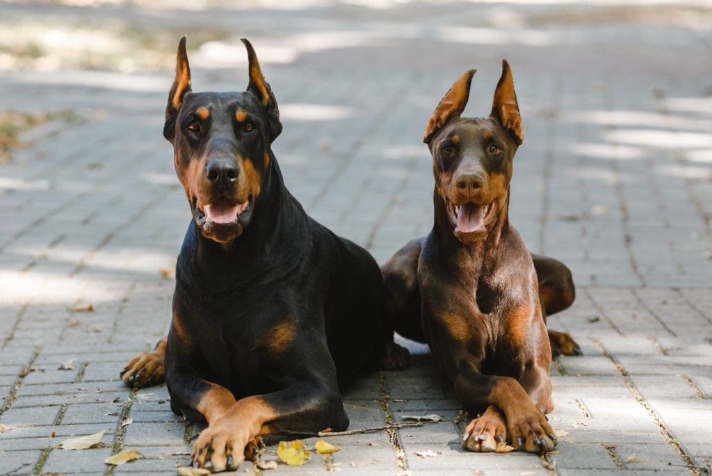 European Vs. American Doberman – Know The Difference