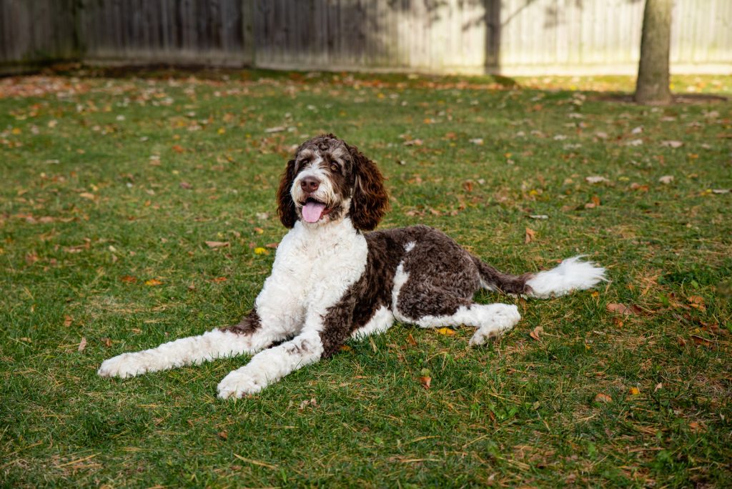 All About F1B Bernedoodles & Differences Among Generations