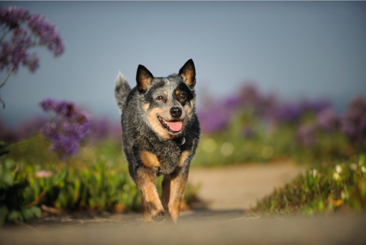 Mini Blue Heeler: A Dog You Don't See Every Day