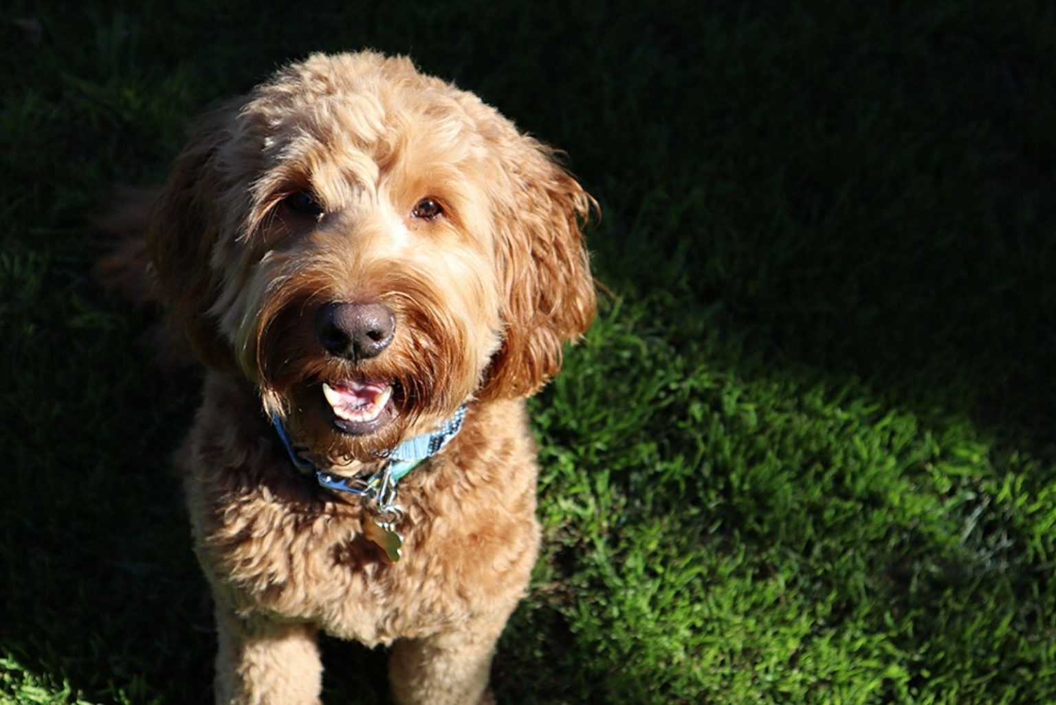 F3 Goldendoodle – Discover Goldendoodle Generations