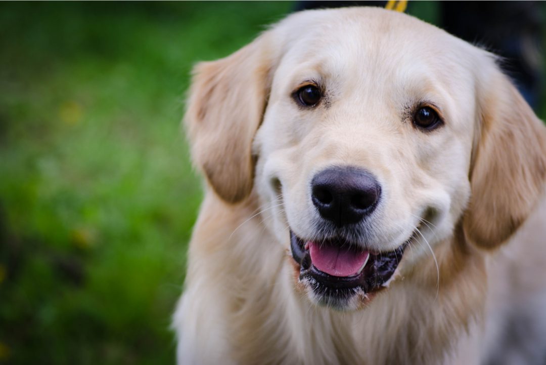 White Labrador Retrievers – The Secret Behind Their Color