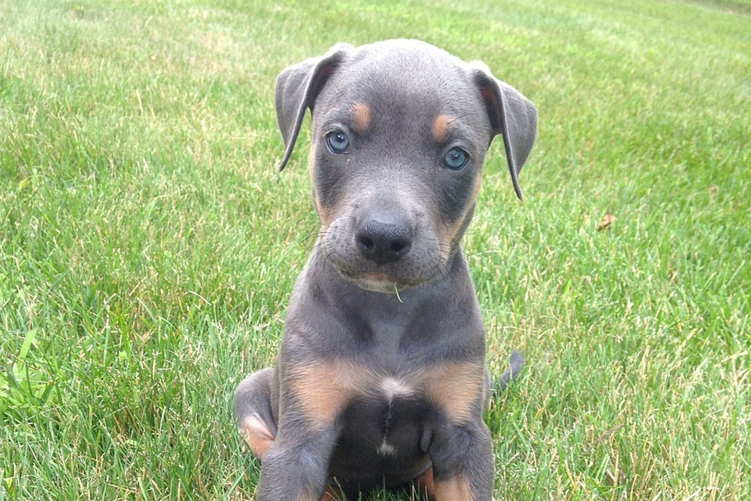 Doberman Pitbull Mix: A Simple Guide To The Doberman Pit Crossbreed