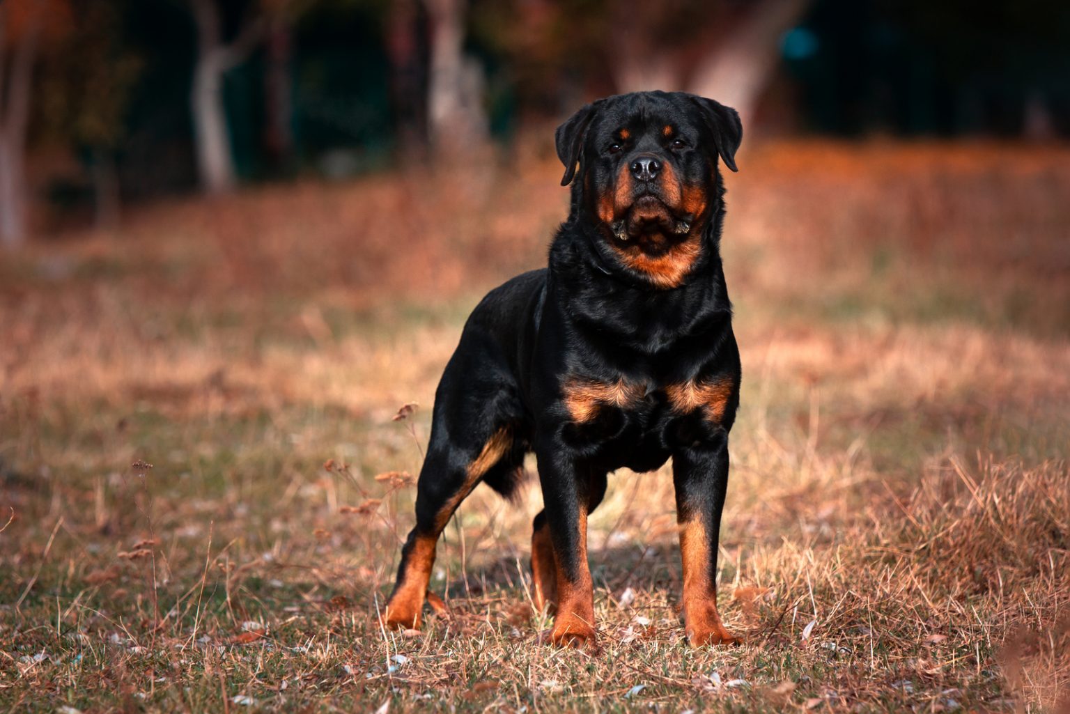 American Rottweiler Vs German Rottweiler: Are They Different?