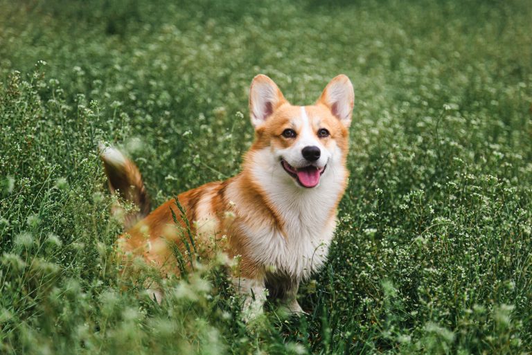 What Are Red Corgis? Pembroke And Cardigan Corgi Breeds