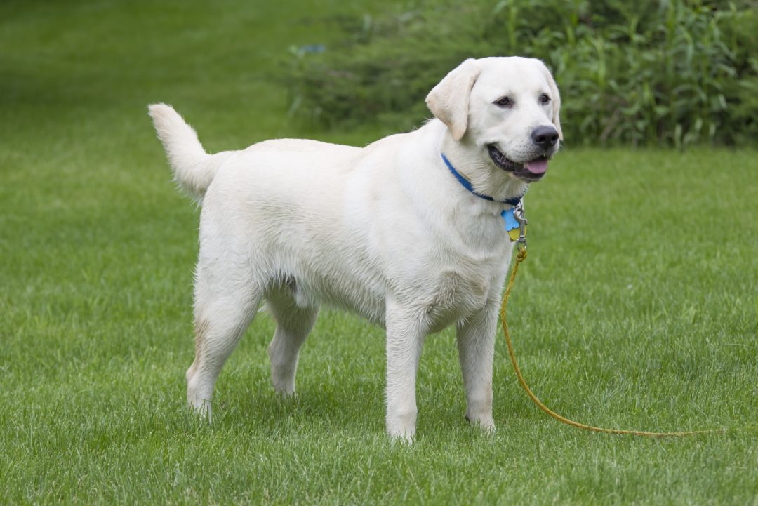 White Labrador Retrievers – The Secret Behind Their Color