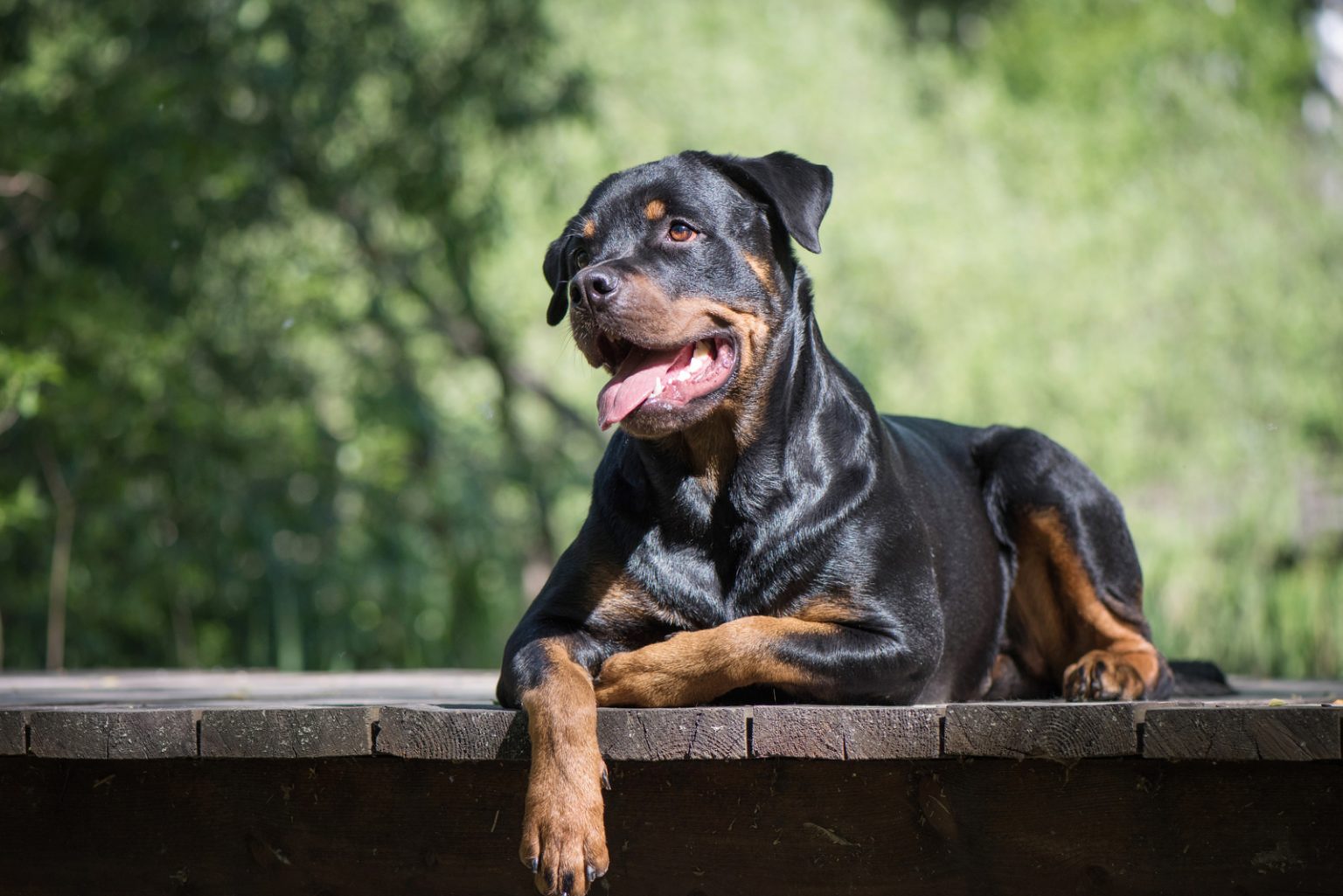 american-rottweiler-vs-german-rottweiler-are-they-different