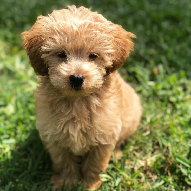 9 Things To Know About The Teacup Goldendoodle