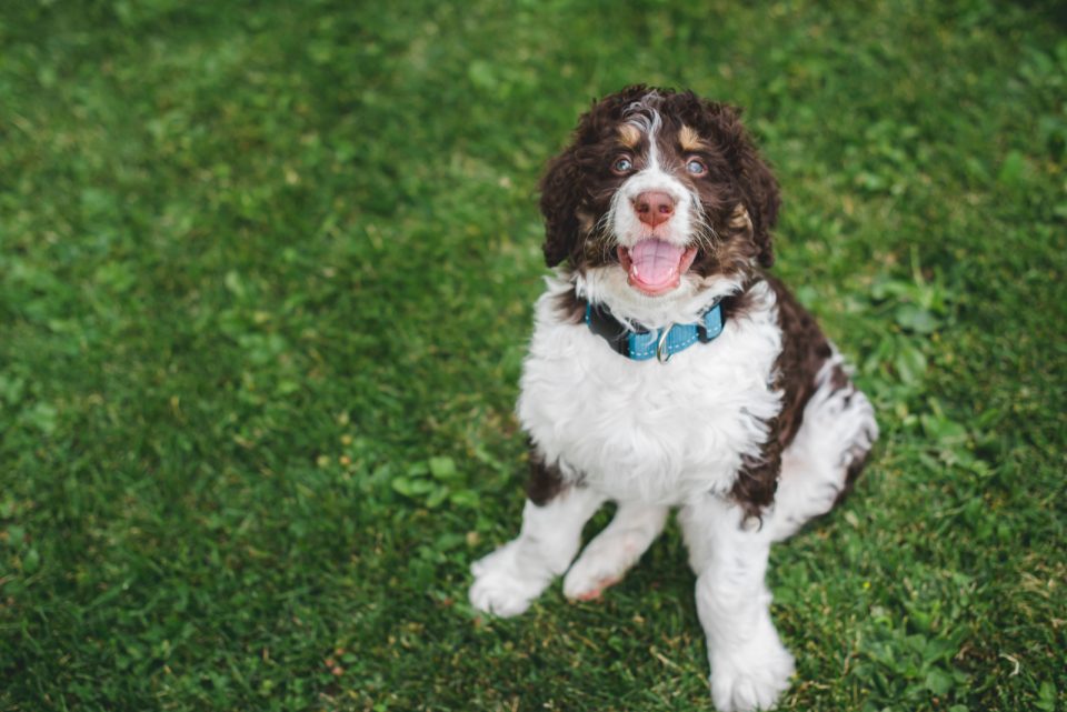 All About F1B Bernedoodles & Differences Among Generations