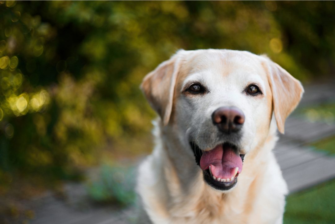 White Labrador Retrievers – The Secret Behind Their Color