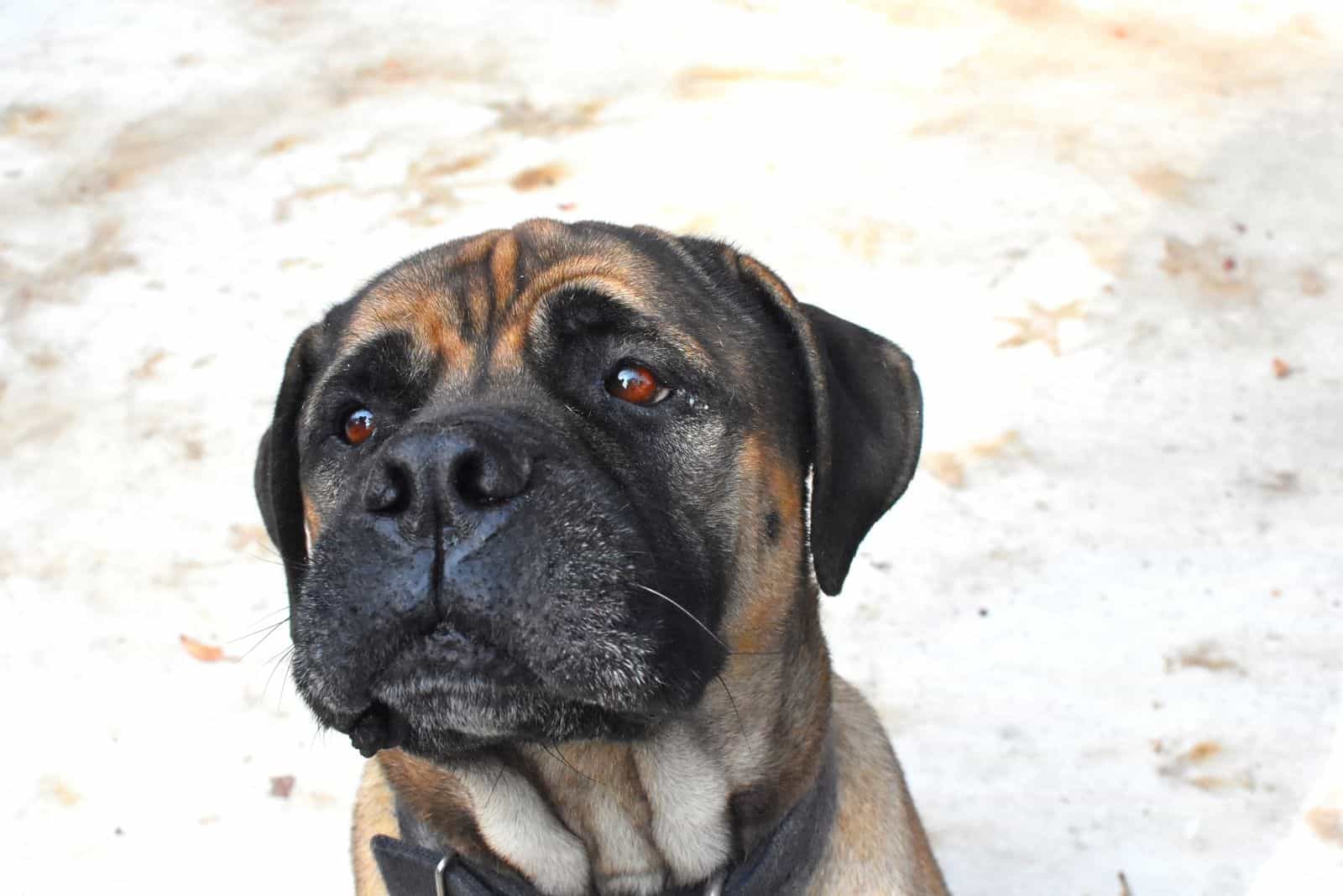 The North American Mastiff – A Detailed Look Into This Gentle Giant