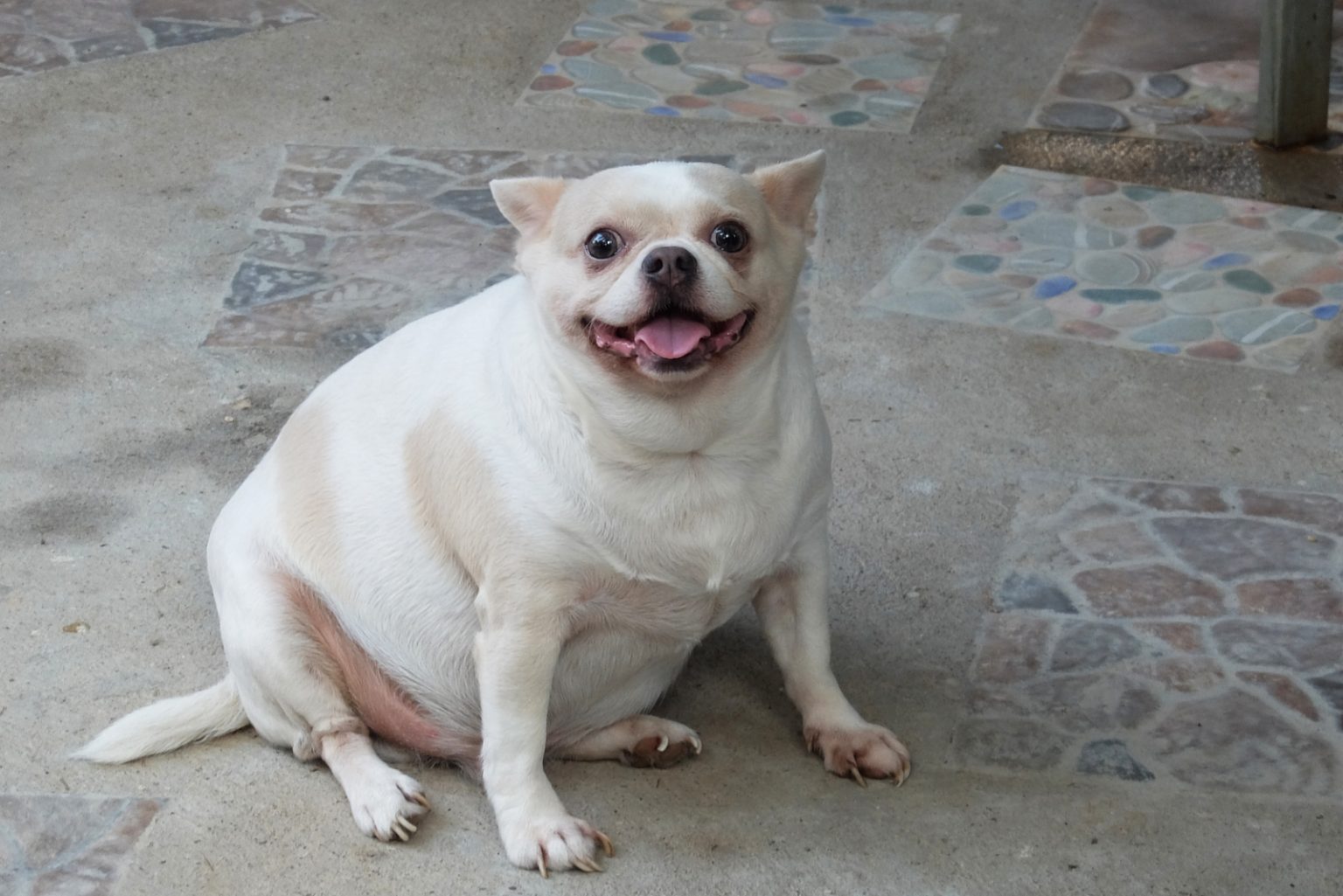 An Obese Little Dog Is Sitting 1536x1025 