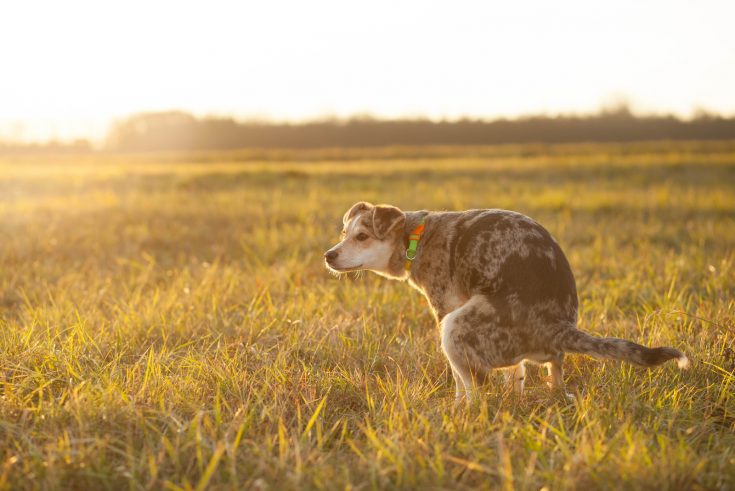 why-does-my-dog-poop-so-much-healthy-pooping-amounts