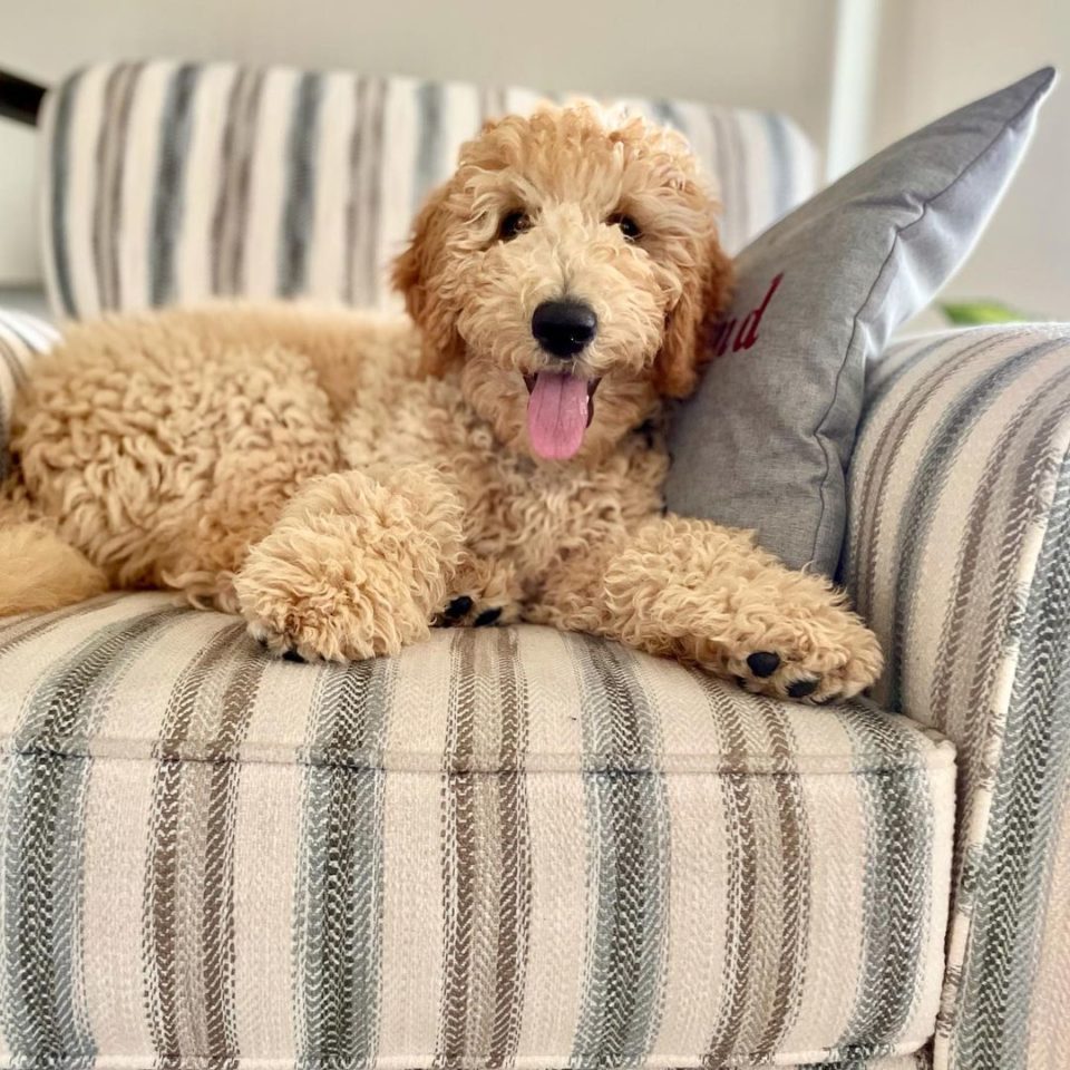 F1B Labradoodle - Why This Is The Best Doodle Generation