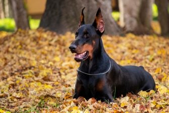 Are Dobermans Hypoallergenic? Shedding Management Tips