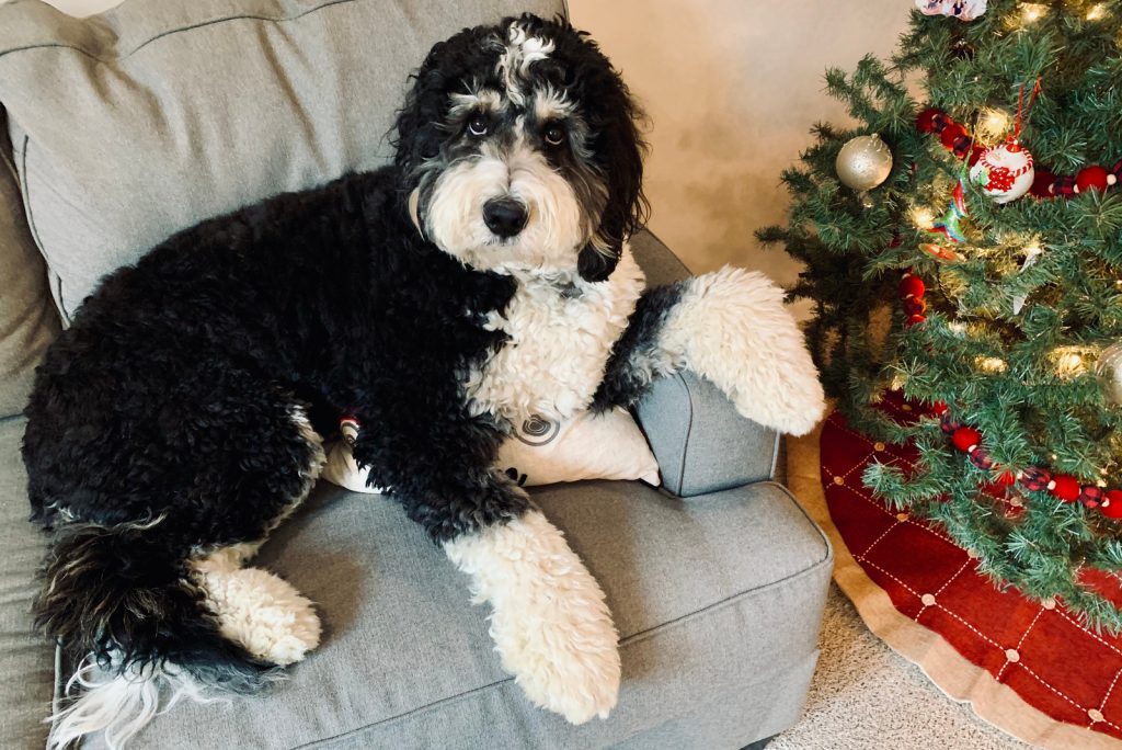 All About F1B Bernedoodles & Differences Among Generations