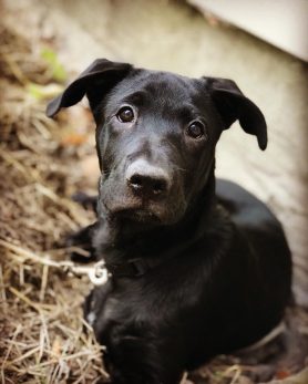 The German Shepherd Mastiff Mix: All On This Amazing Giant