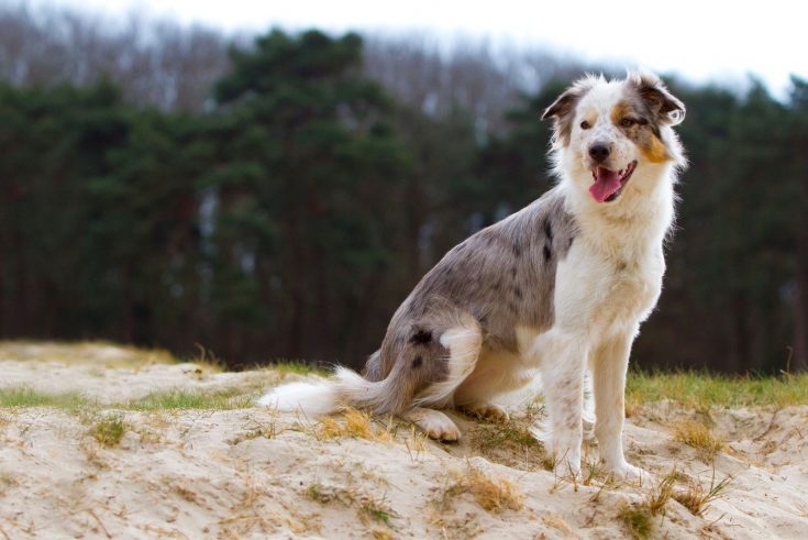 Blue Merle Border Collie – What You Need To Know