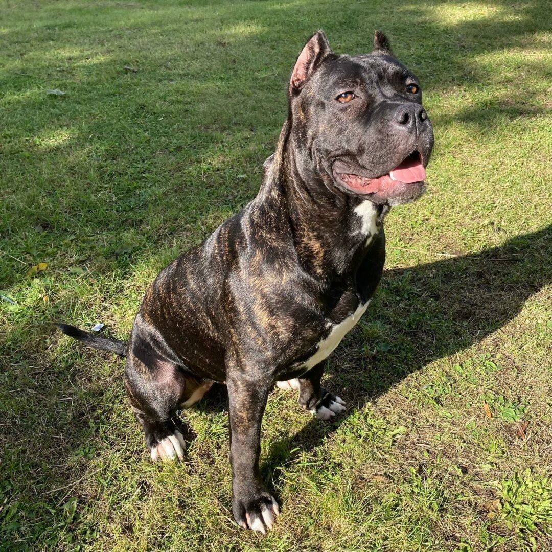 North American Mastiff - A Gentle Giant Overview - Love for dogs