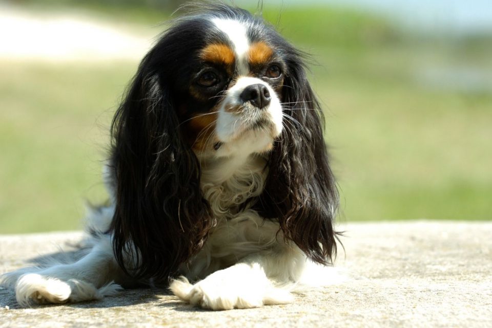 The Mini Bernese Mountain Dog: Shrinking A Gentle Giant