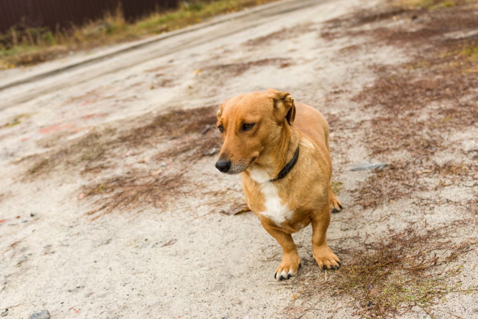 Corgi Great Dane Mix Is This Hybrid A Good Choice For You