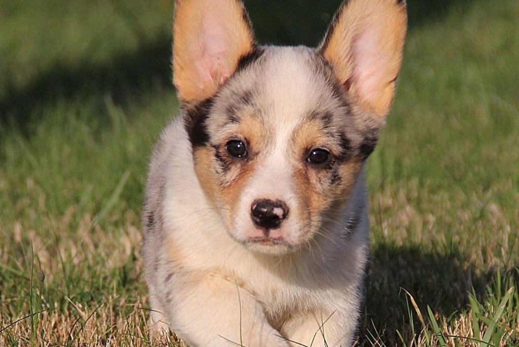 A Quick Guide To Cowboy Corgis: Your Questions Answered