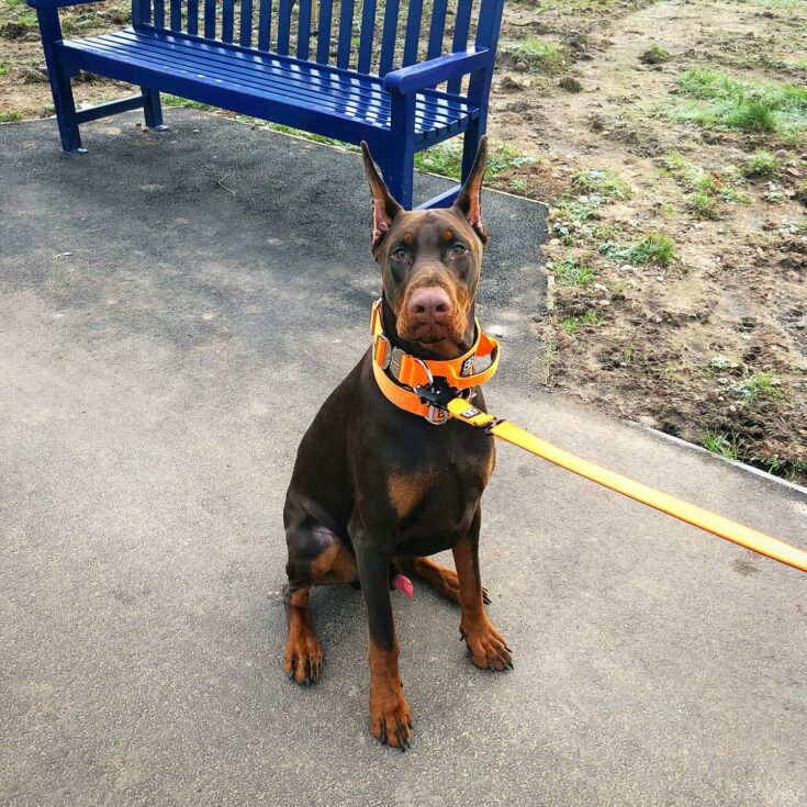 Are Dobermans Hypoallergenic? Shedding Management Tips