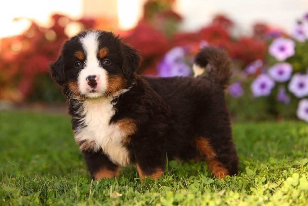 The Mini Bernese Mountain Dog: Shrinking A Gentle Giant