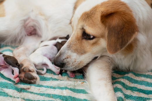 Why Do Dogs Eat Their Puppies? Parenthood In Dogs