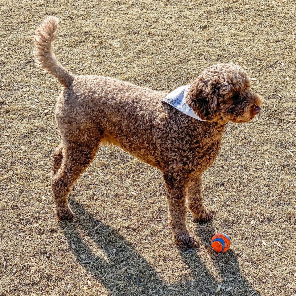 F1B Labradoodle - Why This Is The Best Doodle Generation