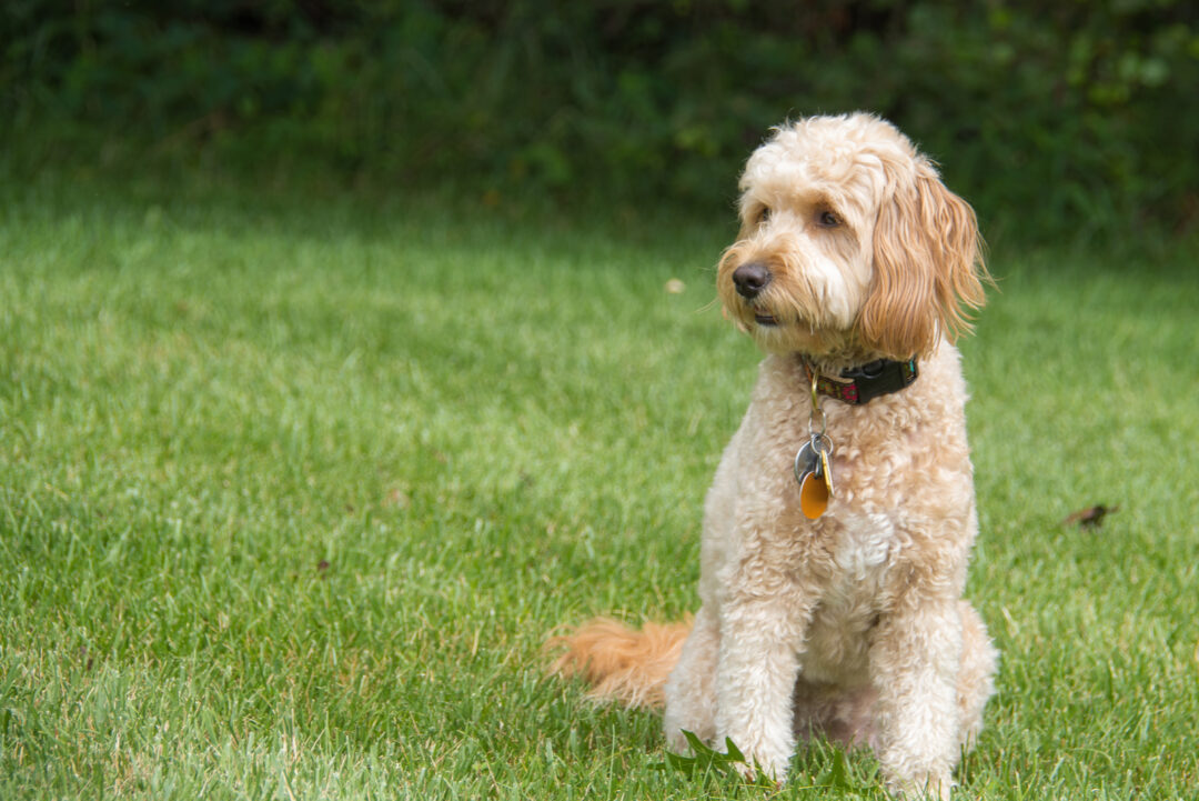 F1B Goldendoodle - All About Doodle Generations