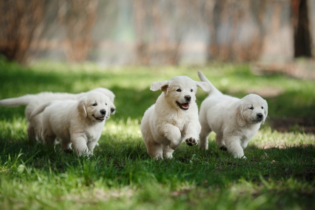 white-labrador-retrievers-the-secret-behind-their-color