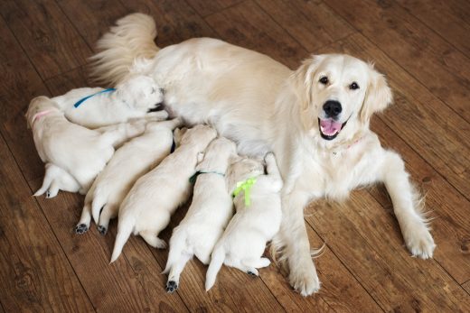 Why Do Dogs Eat Their Puppies? Parenthood In Dogs